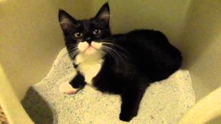 Silly Titan a.k.a. James Bond or J.B. playing in the kitty litter