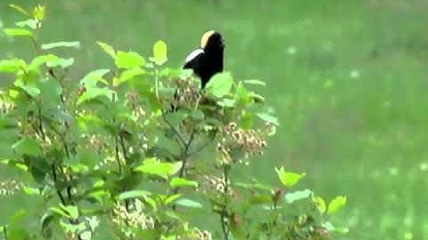 Bobolink singing.MOV