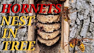 HORNETS Nest Inside TREE TRUNK! Wasp Nest Removals