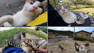 【感動猫動画】人気動画ベスト20　〜2020/4