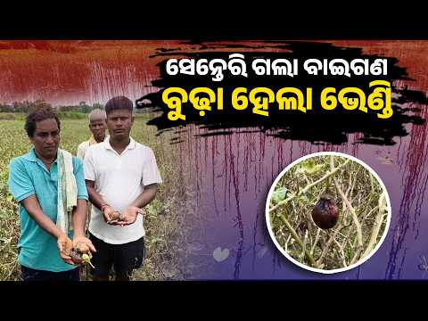 Banki Flood Impact: ପଚି ସଢ଼ି ନଷ୍ଟ ହେଲା ପରିବା ଫସଲ, ହତାଶ ଚାଷୀ | Knews Odisha