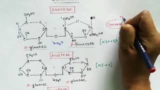 Disaccharide and polysaccharide | Carbohydrate part 3