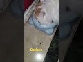 Persian Cat   #shortvideo#youtubeshorts#viral#shors#ytshrts#mukund