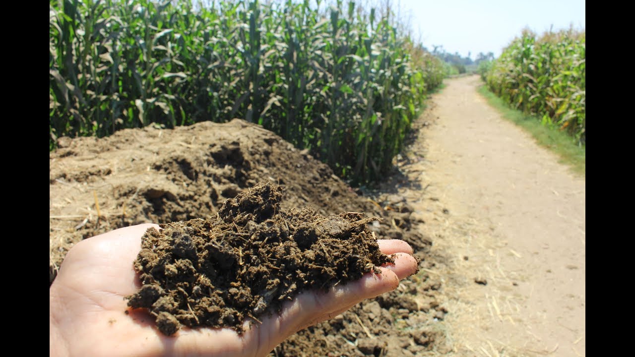 #السماد_البلدي|كيف تحوله لسماد متحلل بطريقه يستفاد منها النبات بصوره اسرع وافضل