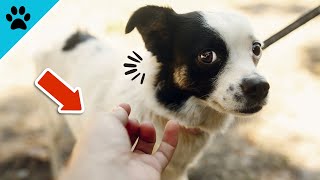 5 Things Dogs Do Because They DON'T Trust You! 😭 by Dogtube 398 views 11 months ago 1 minute, 54 seconds