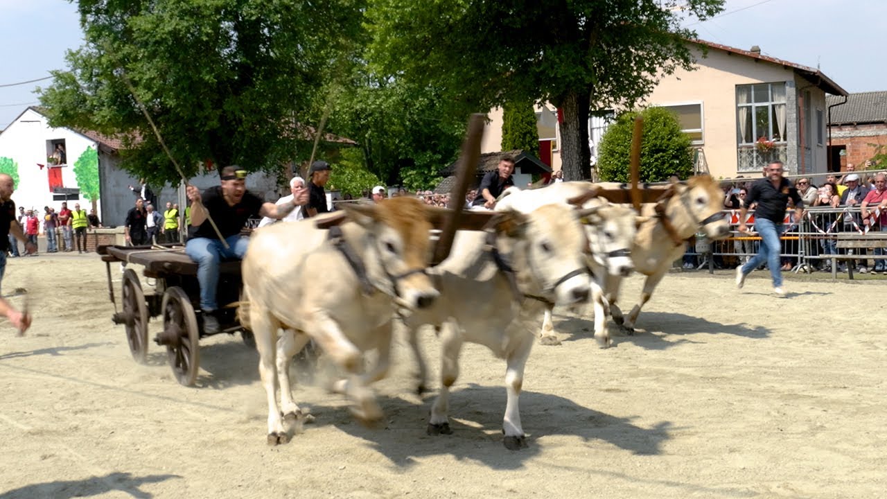 Asigliano - 588a  Corsa dei buoi in onore di San Vittore