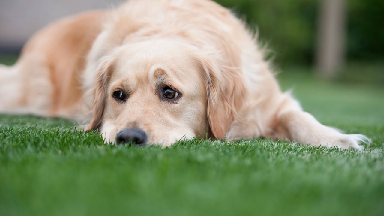 Curated visual reference: Gallery Detail: Keeping Your Golden Retriever S Coat Shiny And Clean