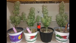 TempleGrower's 6 plant Cannabis MicroGrow - Update 0