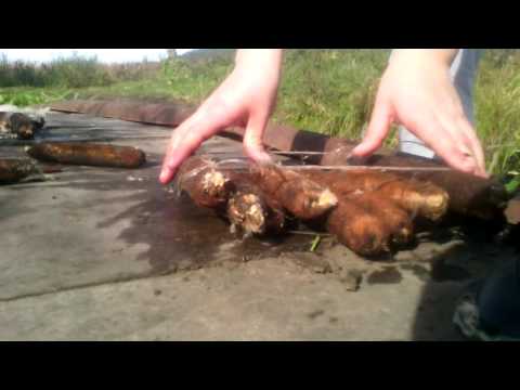 Как сделать плот тростника