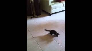 Poor Kitty! ;) Kitten chasing laser light.