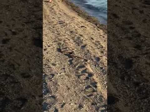 Φίδι εμφανίστηκε σε παραλία της Εύβοιας μέσα από τη θάλασσα