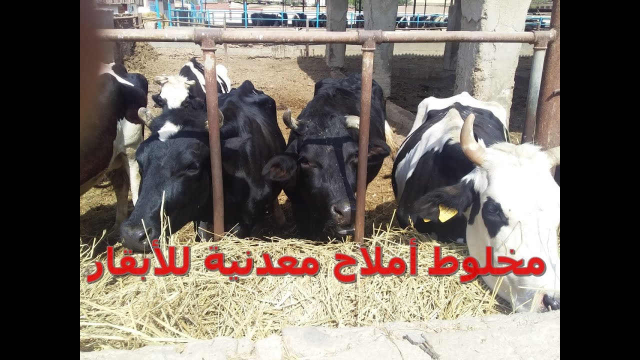 إزاى نعمل حسابات البريميكس ( مخلوط املاح معدنية ) للأبقار // أ.د/ أحمد سلامة