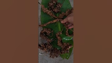 Siêu phẩm sâm rừng siêu siêu víp nặng 115gram, dài cong củ 25cm 15 đến 18 tuổi #sâm_ngọc_linh_rừng