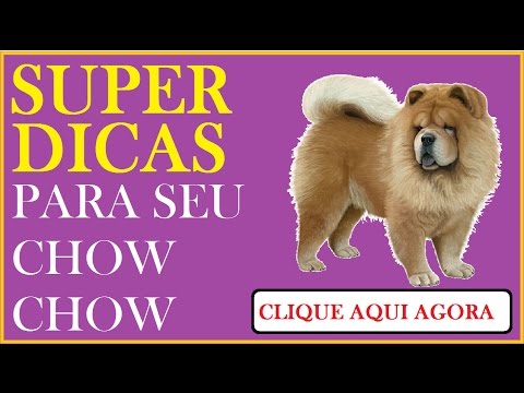 chow chow original youtube