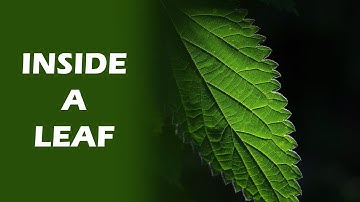 Travel Deep Inside a Leaf! How it looks like?