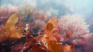 【RICOH WG-M2】フロートストラップに紐を付けて海中撮影