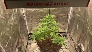 Indoor Grow Spider Farmer Sf-G3000 Humboldt Blueberry Muffin