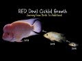 Watch My Red Devil Cichlid Grow 0 To 11 Inches