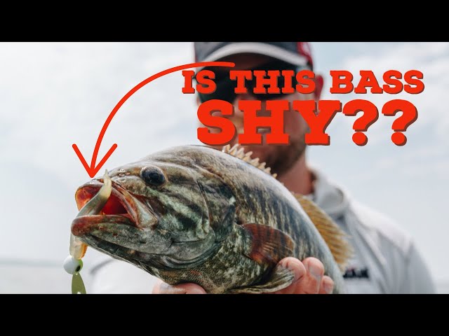 The GREAT DEBATE!!! Are Bass “LINE-SHY”? These Are The FACTS!! 