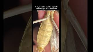 How to tell a mantid's gender? #mantis #insects #animals