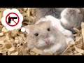 【クスッと笑える短編動画】ただ平和にハムスターがくつろぐだけの動画ではありません【銃】