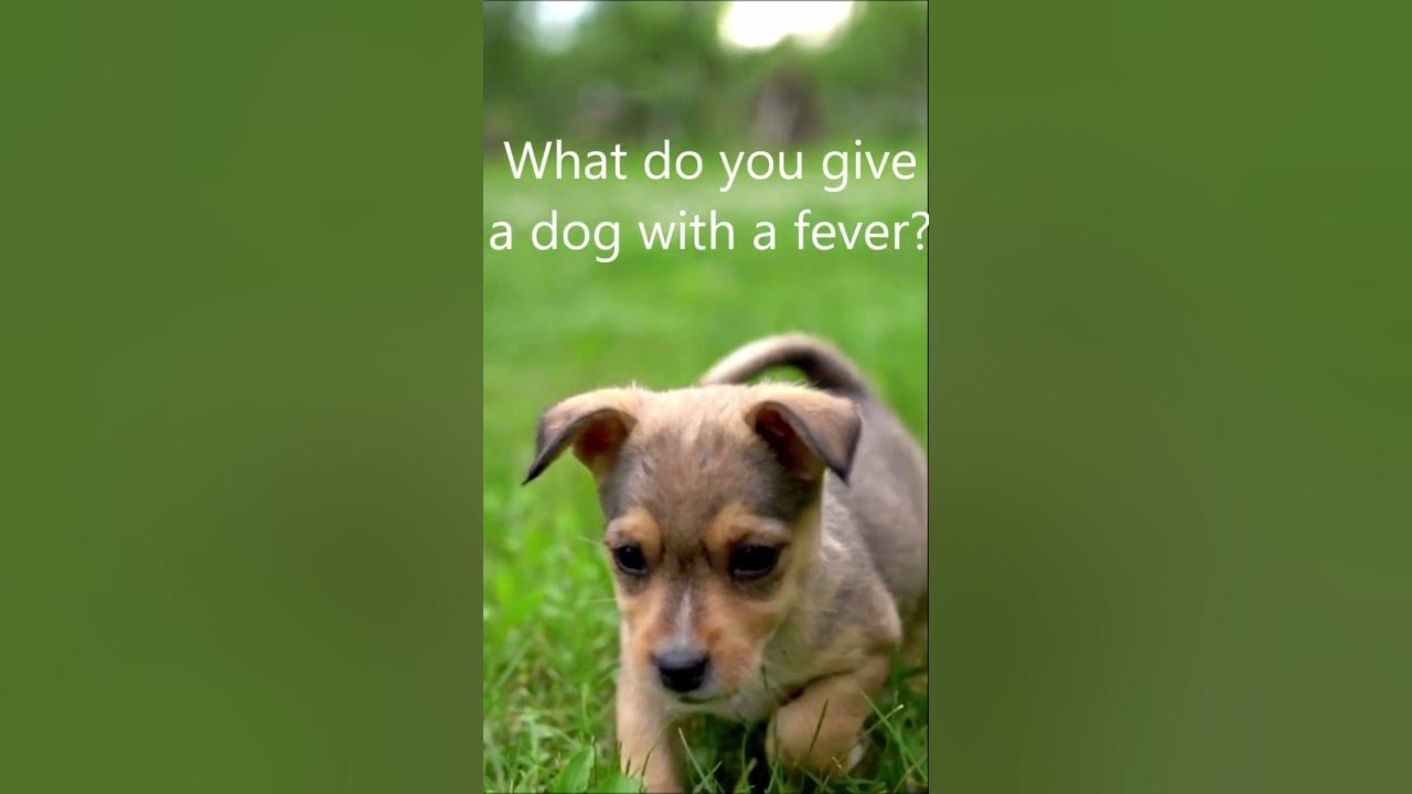 joke-what-do-you-give-a-dog-with-a-fever-this-is-a-joke-shorts-youtube