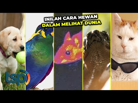 Video: Bagaimana Penglihatan Kucing Berbeda Dari Penglihatan Manusia