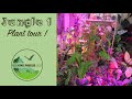 Jungle 1  plant tour trop long