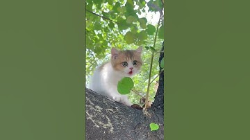 A little cat that loves to climb trees || cats are so cute #cat#kitten #pets #shortvideo