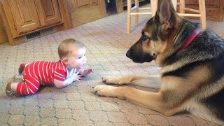 When Huge German Shepherds Protect Baby as If It's Their Puppy