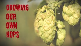 Growing Hops from Rhizomes | Selecting a Suitable Growing Area
