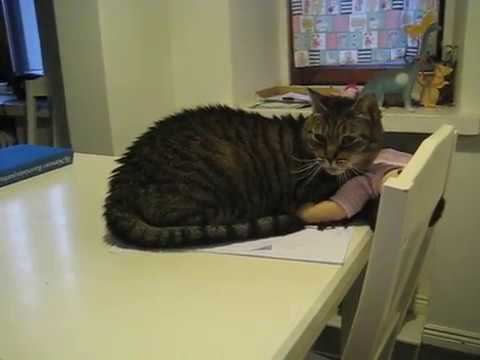 cat แปลว่า Guess who