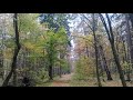Осенний лес Светлогорска в октябре 2021. Балтика.