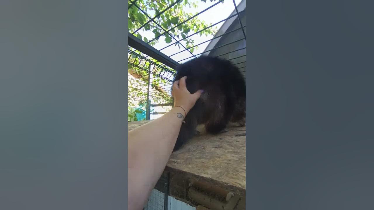 Царь Илья и злобный Зайка #ямыилюша #помощьбездомнымживотным #raccoon # ...