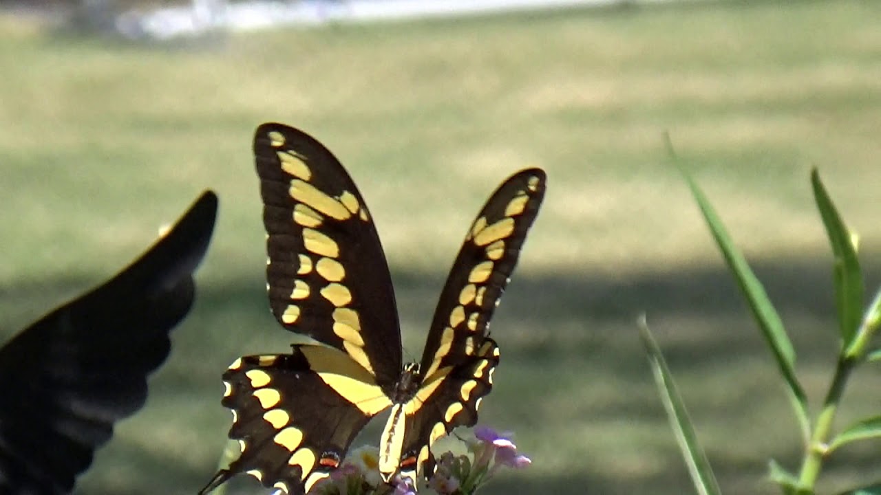 Giant Swallowtail Butterfly