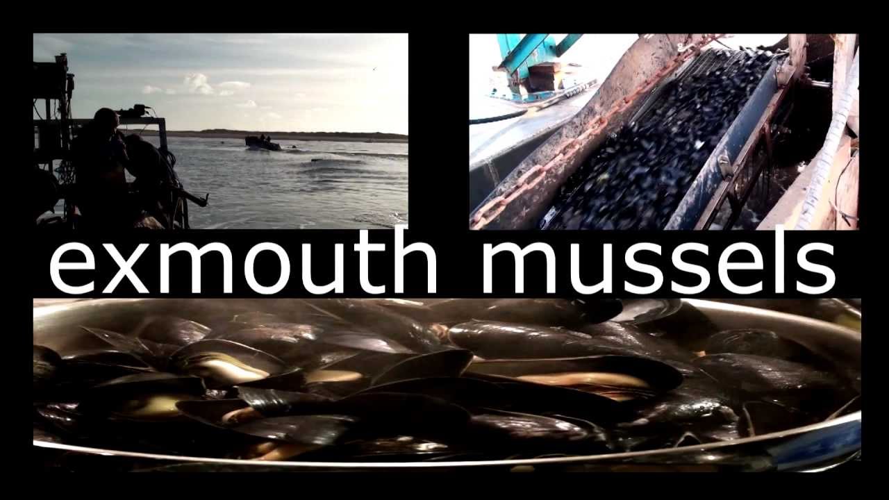 Exmouth Mussels how to look after them video marketing trends 2019