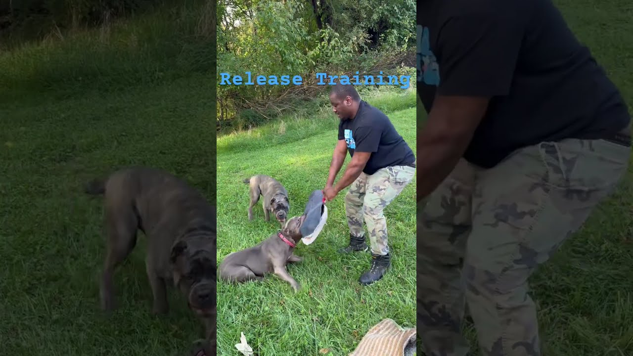 Released Dog Training Xlbully Bluetribully Ddk9 Puppy Rottweiler Bossbullys Dogbreed
