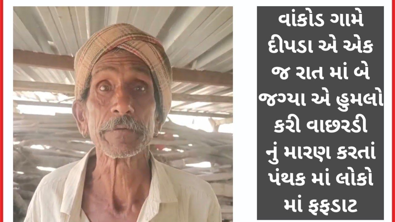 વાંકોડ ગામે દીપડો ત્રાટક્યો બે જગ્યાએ હુમલો કરી વાછરડીનું મારણ કરતાં ફફળાટ નજરે જોનારા શુ કહે છે?