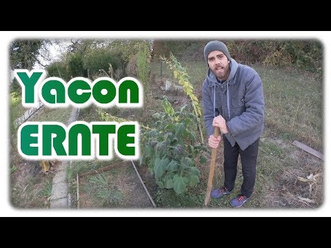 Video: Ungewöhnlicher Gemüse-Yacon. Setzlinge Bekommen