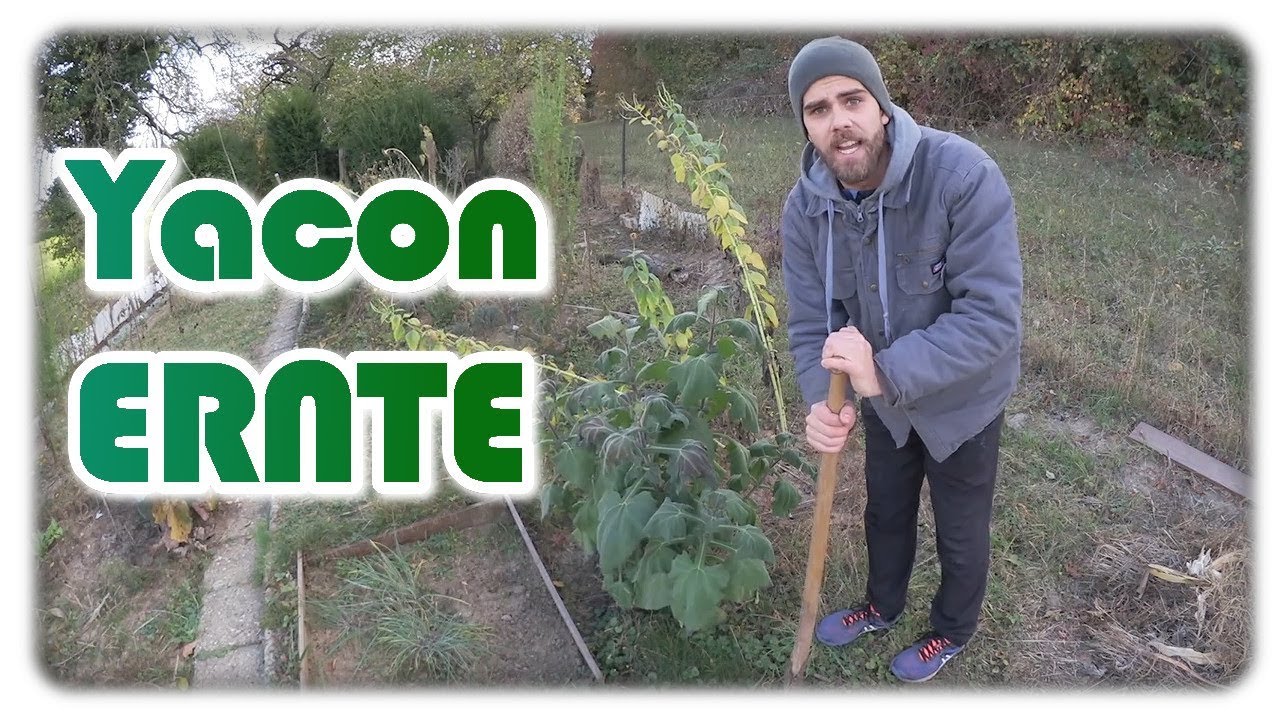 Yacon Ernte und Verkostung | Yacon anbauen #1