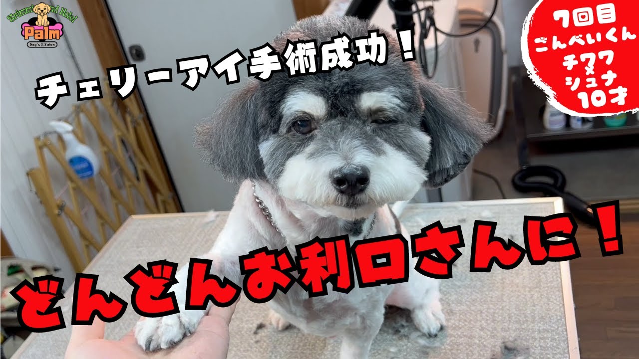 尻尾フリフリ！トリミング好きになってきたチワワ×シュナウザーの