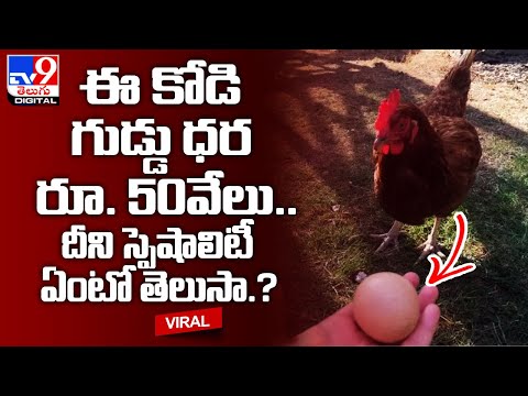 Viral : ఈ కోడి గుడ్డు ధర రూ. 50వేలు.. దీని స్పెషాలిటీ ఏంటో తెలుసా ? @TV9 Telugu Digital