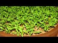 How to grow seeds of Seasonal Vegetables for 100% and fast Germination || Carrot,Beetroot,Dhnaia,