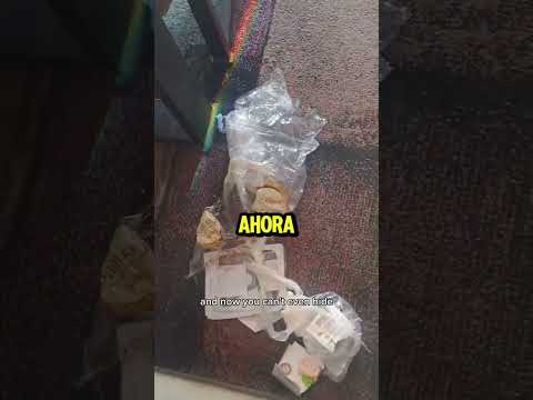 No creerás lo que hizo este perro #dog #funnydog