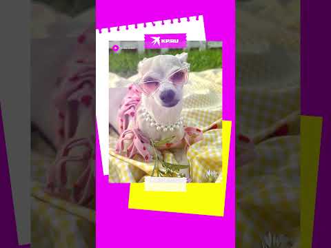 Чилийская чихуахуа покоряет соцсети яркими нарядами