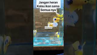 😱 IKAN CUPANG UNIK DAN MENARIK! SEINDAH INI BIKIN PENGHOBI MELONGO! 🔥🐟