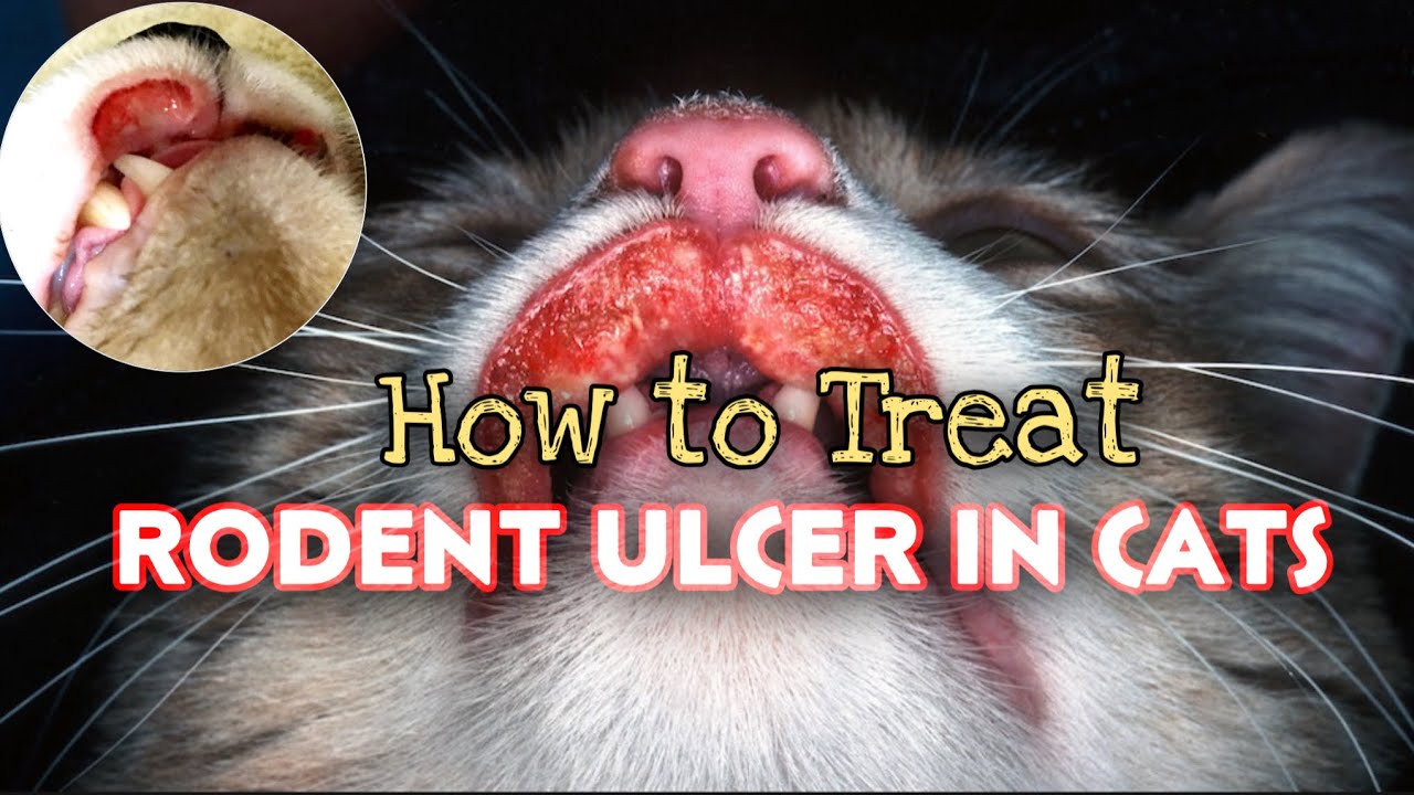 How To Treat Rodent Ulcer In Cats Singaw Ng Pusa Indolentulcer