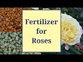 Fertilizer for Roses