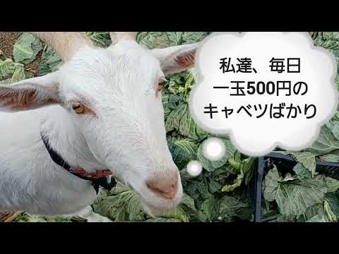 高価なキャベツに飽きたヤギたち(静岡県掛川市2025年2月1日)　※あくまで現状への皮肉とジョークです