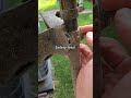 Weed Wacker hack part 1